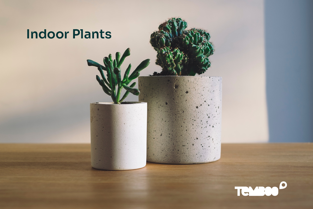 7 Indoor Plants For A Happy, Healthy Home